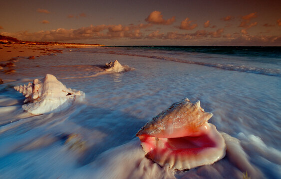 Conch, Bahamas, Caribbean Sea, Cat Island