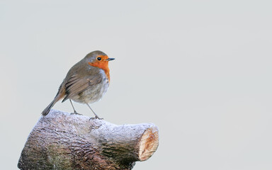 A close up of a single robin sat on a post with a clean smooth background. with copy space