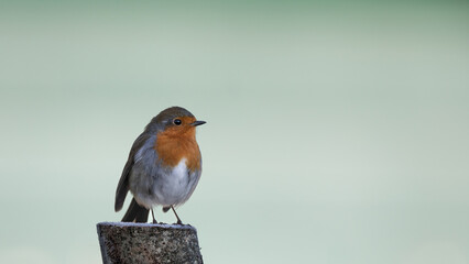 A Close up of a single robin sat on a tree branch with a clean smooth background. with copy space