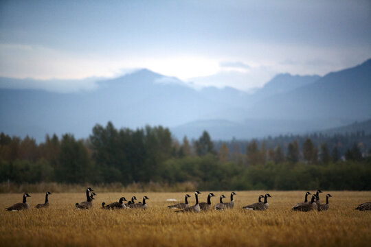 Canadian geese in a field at the base of the Olympic Mountains.
