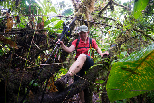 A backpacker hikes through a very heavily forested and wet section of rainforest on Segement 8 of the Waitukubuli National Trail on the Caribbean island of Dominica.