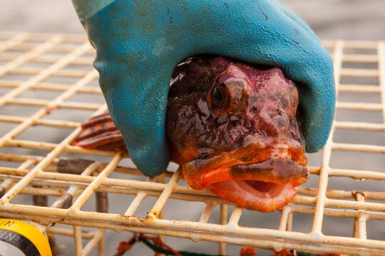 Close up of sculpin (Cottoidea)