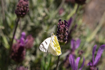 White cabbage butterfly on a french lavender flower