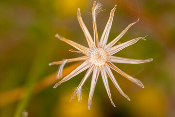 A single Taraxacum without seeds