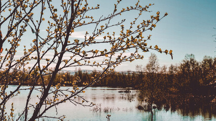 branches of a tree