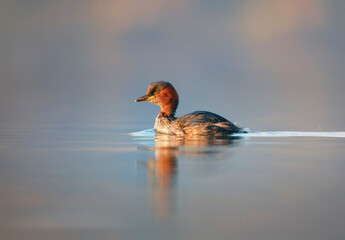 Migratory birds in my Hometown lake