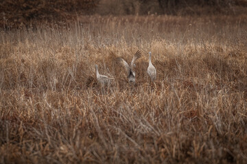 A family of Sandhill Cranes in the marsh grass