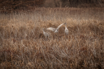Obraz na płótnie Canvas A family of Sandhill Cranes in the marsh grass