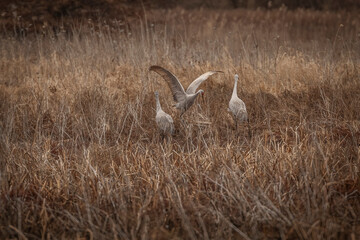 Fototapeta premium A family of Sandhill Cranes in the marsh grass