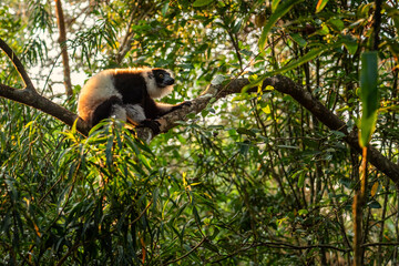 Black and White Ruffed Lemur - Varecia variegata, beautiful lemur from Madagascar east coast forests, Madagascar.