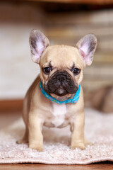 dog breed french bulldog