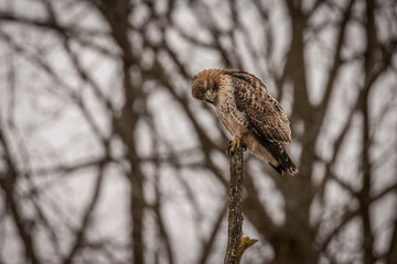 Red-tailed Hawk scans the corn field from a dead tree