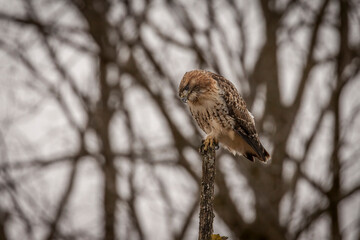 Red-tailed Hawk scans the corn field from a dead tree