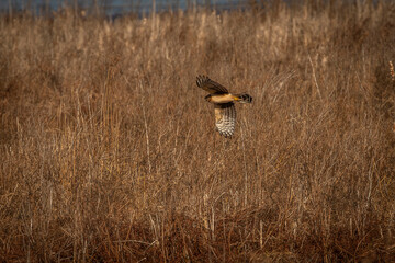 Female Northern Harrier glides over the meadow