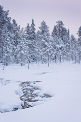Forest stream during snowfall - 563001705