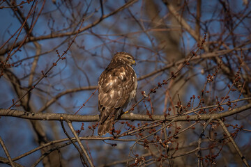 Juvenile Red-shouldered Hawk perched on a tree branch