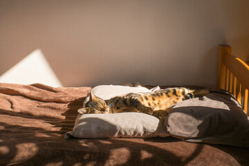 眠るベンガル猫
