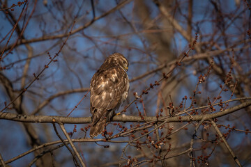 Juvenile Red-shouldered Hawk perched on a tree branch
