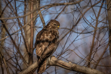 Juvenile Red-shouldered Hawk perched on a tree branch
