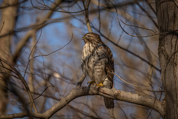 Juvenile Red-shouldered Hawk perched on a tree branch
