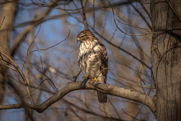 Juvenile Red-shouldered Hawk perched on a tree branch