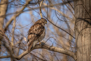 Juvenile Red-shouldered Hawk perched on a tree branch