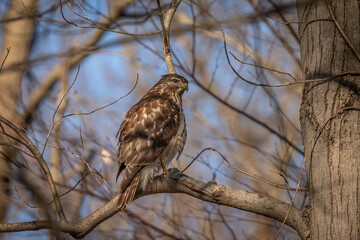 Juvenile Red-shouldered Hawk perched on a tree branch