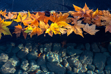 yellow autumn leaves with sun light by the crystalline water