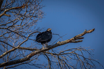 Black Vulture perched on a tree limb