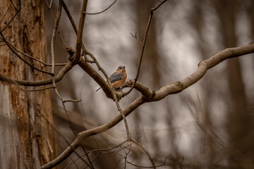 Female Eastern Bluebird perched on a tree limb