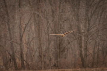 Female Northern Harrier flies over the marsh