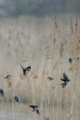 swallow
