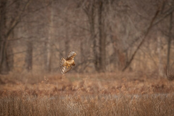 Female Northern Harrier spots prey in the marsh grass