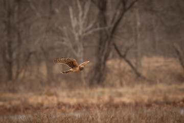 Female Northern Harrier flies over the marsh