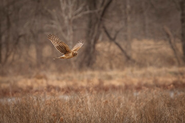 Female Northern Harrier flies over the marsh