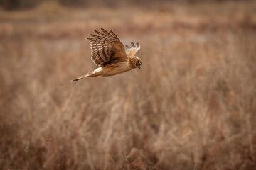 Female Northern Harrier flies over the marsh