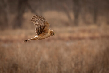 Female Northern Harrier flies over the marsh
