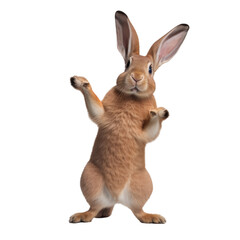 Obraz premium lapin roux de bout sur ses pattes arrière qui fait bonjour avec sa patte avant - fond transparent - illustration ia