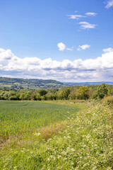 Fototapeta na wymiar Summertime fields in England.