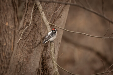 Male Downy Woodpecker pauses on a tree limb
