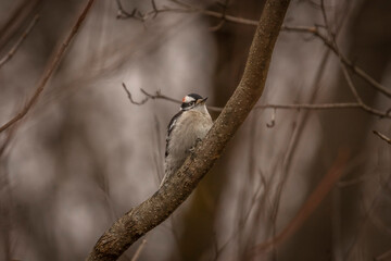 Male Downy Woodpecker perched on a tree limb