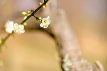 咲き始めた梅の花