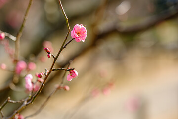 咲き始めた梅の花