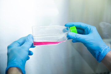 Cell culture experiments at safety cabinet