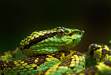 Malabar Pit viper