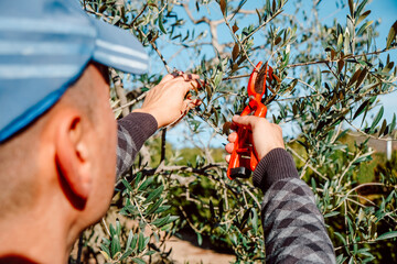 man prunes an olive tree with pruning shears
