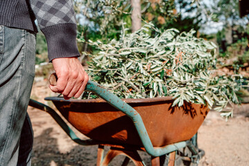 man pushing a wheelbarrow full of olive branches