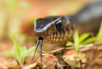 The Rat snake