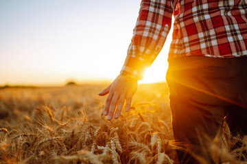 Amazing view with man with his back to the viewer in a field of wheat touched by the hand of spikes...