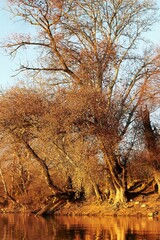 Obraz premium Autumn landscape with orange trees on the river shore. Calm water surface, yellow tree branch illuminated by the morning sun
